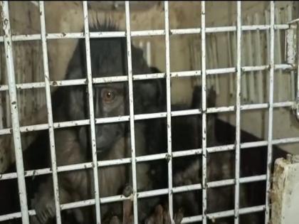 Assam forest officials recover 13 exotic animals in Cachar district | Assam forest officials recover 13 exotic animals in Cachar district