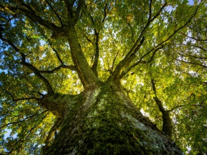 Climate change can be mitigated by protecting old trees: Study | Climate change can be mitigated by protecting old trees: Study