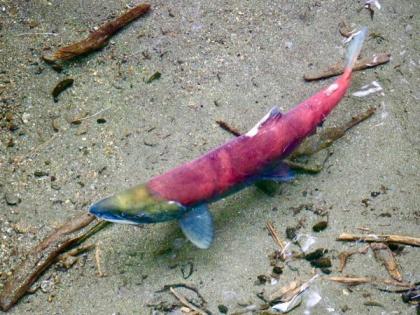 Food quality may be important for development and survival of young sockeye salmon | Food quality may be important for development and survival of young sockeye salmon