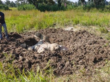 Chhattisgarh: Elephant calf killed in Pasan forest range; herd tramples man, 3 cattle to death | Chhattisgarh: Elephant calf killed in Pasan forest range; herd tramples man, 3 cattle to death