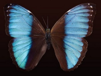 Butterfly wing designs evolve from "junk" DNA from past: Research | Butterfly wing designs evolve from "junk" DNA from past: Research