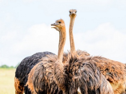 Study reveals difference in male, female ostriches in choosing their groups | Study reveals difference in male, female ostriches in choosing their groups