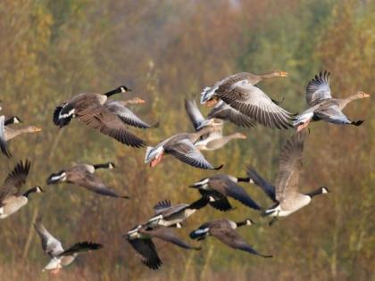 Migratory birds start arriving at Kaziranga National Park | Migratory birds start arriving at Kaziranga National Park