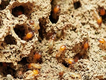 With stagnating flood water, Pakistan's Sindh districts come under termite attack | With stagnating flood water, Pakistan's Sindh districts come under termite attack