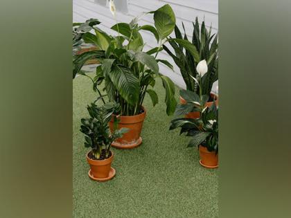 Check out how plants perceive trauma | Check out how plants perceive trauma Check out how plants perceive trauma | Check out how plants perceive trauma