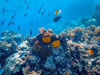 Research: Climate change is increasing frequency of fish mass die-offs | Research: Climate change is increasing frequency of fish mass die-offs Research: Climate change is increasing frequency of fish mass die-offs | Research: Climate change is increasing frequency of fish mass die-offs