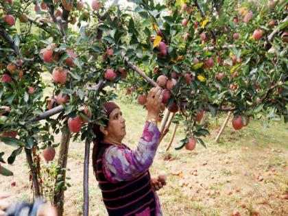 Growers busy with harvesting of delicious apple fruit crops in Kashmir | Growers busy with harvesting of delicious apple fruit crops in Kashmir