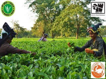 India's tea production jumps 16.5 pc in Sept | India's tea production jumps 16.5 pc in Sept