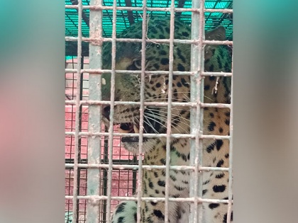 Leopard rescued, released by forest officials in Assam's Kamrup | Leopard rescued, released by forest officials in Assam's Kamrup