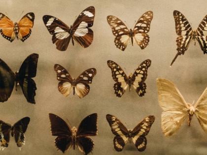 Researchers find how butterflies retain ancient wing patterns | Researchers find how butterflies retain ancient wing patterns