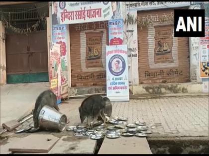 Rajasthan: BJP demands probe after video of pigs licking utensils at govt-run food centre went viral | Rajasthan: BJP demands probe after video of pigs licking utensils at govt-run food centre went viral