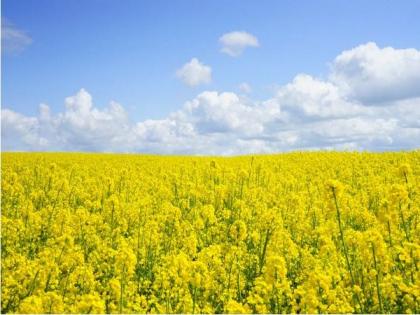 Industry body SEA seeks genetically-modified mustard from Centre for cultivation | Industry body SEA seeks genetically-modified mustard from Centre for cultivation
