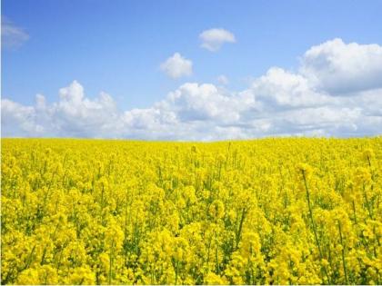 Industry body SEA seeks genetically-modified mustard from Centre for cultivation | Industry body SEA seeks genetically-modified mustard from Centre for cultivation Industry body SEA seeks genetically-modified mustard from Centre for cultivation | Industry body SEA seeks genetically-modified mustard from Centre for cultivation