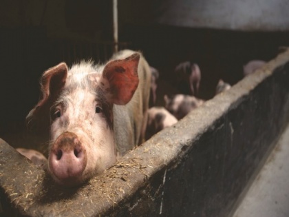 5 pigs test positive for African Swine Fever in MP' Kanti | 5 pigs test positive for African Swine Fever in MP' Kanti