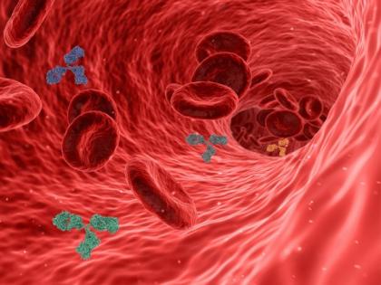 Research: Growing motor neurons guided by 'love-hate relationship' with blood vessels | Research: Growing motor neurons guided by 'love-hate relationship' with blood vessels Research: Growing motor neurons guided by 'love-hate relationship' with blood vessels | Research: Growing motor neurons guided by 'love-hate relationship' with blood vessels