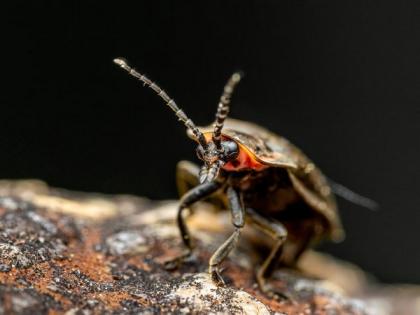 Entomologists issue warning about effects of climate change on insects | Entomologists issue warning about effects of climate change on insects
