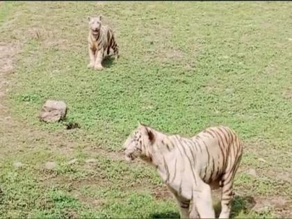 Chhattisgarh: Visitors flock to Maitri Bagh Zoo to see 2-month-old white tiger cub 'Singham' | Chhattisgarh: Visitors flock to Maitri Bagh Zoo to see 2-month-old white tiger cub 'Singham'