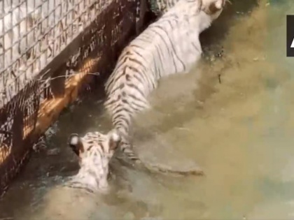 2-month-old white tiger 'Singham', released in Maitri Bagh Zoo in Chhattisgarh's Bhilai | 2-month-old white tiger 'Singham', released in Maitri Bagh Zoo in Chhattisgarh's Bhilai