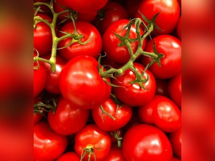 Researchers reveal tomatoes' health benefits to gut microbes | Researchers reveal tomatoes' health benefits to gut microbes