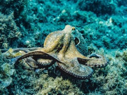 Neuroscientists look deep into the eyes of the octopus: Research | Neuroscientists look deep into the eyes of the octopus: Research