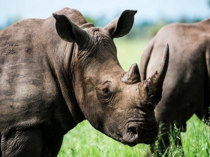 Researchers reveal stem cells used to generate mini-brains of last male Sumatran rhino | Researchers reveal stem cells used to generate mini-brains of last male Sumatran rhino