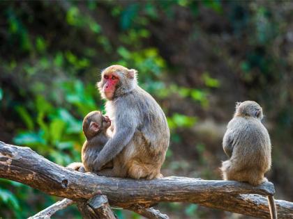 A good friendship a day keeps gut-diseases away: Study | A good friendship a day keeps gut-diseases away: Study