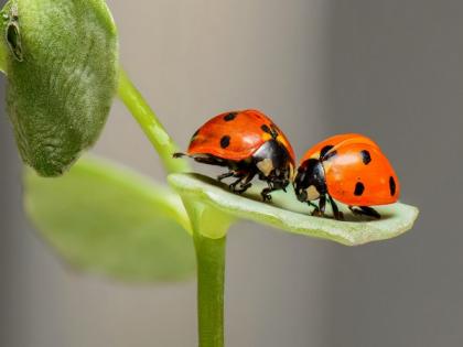 Entomologists warn about how insects will be affected by climate change | Entomologists warn about how insects will be affected by climate change