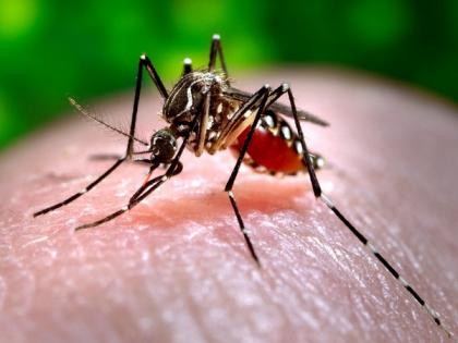 As mercury dips, dengue cases decline in UP's Sitapur | As mercury dips, dengue cases decline in UP's Sitapur