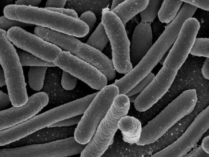 Study: Antibiotic-resistant microbes in the gut make C. difficile more infectious | Study: Antibiotic-resistant microbes in the gut make C. difficile more infectious