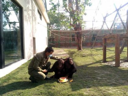 Rescued chimpanzee pair new celebrities at Nepal's zoo | Rescued chimpanzee pair new celebrities at Nepal's zoo