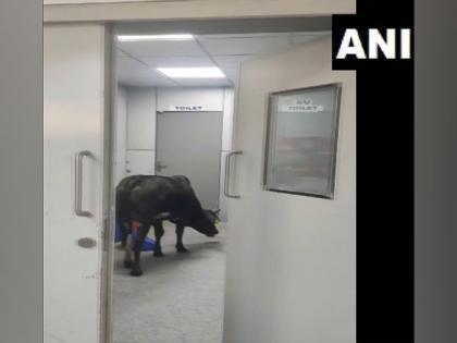 Viral video: Cow roams inside ICU in MP hospital | Viral video: Cow roams inside ICU in MP hospital Viral video: Cow roams inside ICU in MP hospital | Viral video: Cow roams inside ICU in MP hospital