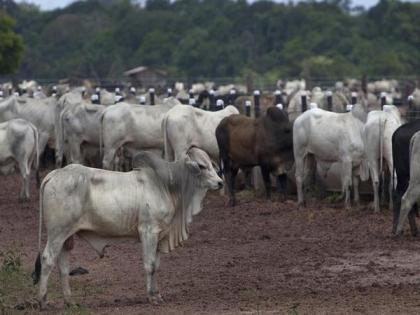 Odisha STF rescues 155 cattle being illegally transported to West Bengal, 2 arrested | Odisha STF rescues 155 cattle being illegally transported to West Bengal, 2 arrested