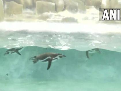 Newborn penguin triplets the centre of attraction at Byculla zoo this holiday season | Newborn penguin triplets the centre of attraction at Byculla zoo this holiday season
