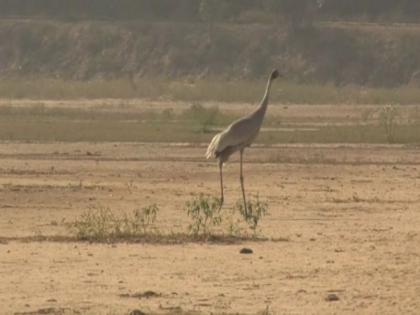 Water of Lilaur lake getting poisonous, migrant bird numbers fall | Water of Lilaur lake getting poisonous, migrant bird numbers fall