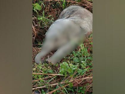 Wild elephant calf found dead in Assam's Jorhat | Wild elephant calf found dead in Assam's Jorhat