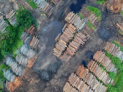 New analysis finds pandemic didn't dampen deforestation | New analysis finds pandemic didn't dampen deforestation