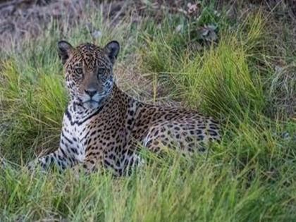 International Jaguar Day celebrated at National Zoological Park in Delhi | International Jaguar Day celebrated at National Zoological Park in Delhi