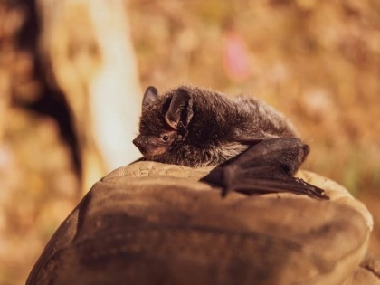 Did you know Bats use death metal "growls" to make social calls? | Did you know Bats use death metal "growls" to make social calls?