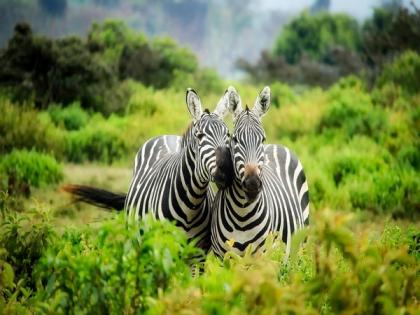 Most Asian countries far behind biodiversity targets for protected areas: Research | Most Asian countries far behind biodiversity targets for protected areas: Research