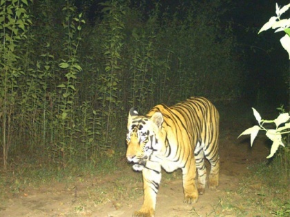 Tiger spotted in Chhattisgarh's Udanti-Sitanadi Tiger Reserve after 3 years | Tiger spotted in Chhattisgarh's Udanti-Sitanadi Tiger Reserve after 3 years