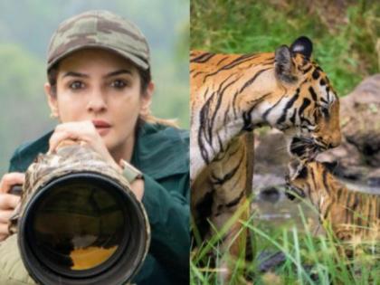 Tiger video row: Didn't flout guidelines, tweets Raveena Tandon; Forest official seeks report, puts onus on guides | Tiger video row: Didn't flout guidelines, tweets Raveena Tandon; Forest official seeks report, puts onus on guides