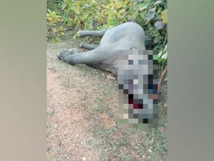 Elephant dies of electrocution in Chhattisgarh | Elephant dies of electrocution in Chhattisgarh