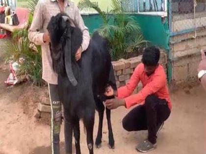 MP: He-goats yielding 'milk' in a goat rearing centre, Burhanpur | MP: He-goats yielding 'milk' in a goat rearing centre, Burhanpur