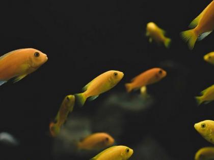 Study: Small fish could help close nutritional gaps for undernourished people | Study: Small fish could help close nutritional gaps for undernourished people