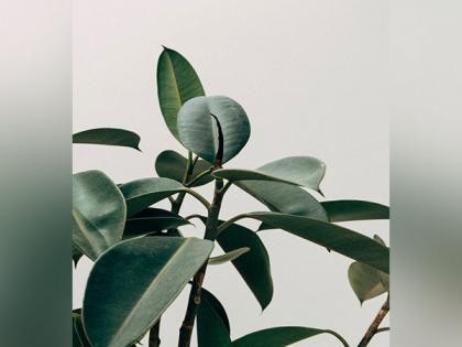 Plants can adapt their lignin using 'chemically encoding' enzymes to face climate change: Study | Plants can adapt their lignin using 'chemically encoding' enzymes to face climate change: Study Plants can adapt their lignin using 'chemically encoding' enzymes to face climate change: Study | Plants can adapt their lignin using 'chemically encoding' enzymes to face climate change: Study