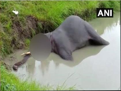 Wild tuskers attack elephant Surya in Bandhavgarh, leaves him injured | Wild tuskers attack elephant Surya in Bandhavgarh, leaves him injured