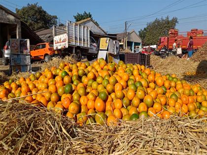 Bengal: Traders of Darjeeling oranges see production plummet to 30% | Bengal: Traders of Darjeeling oranges see production plummet to 30%