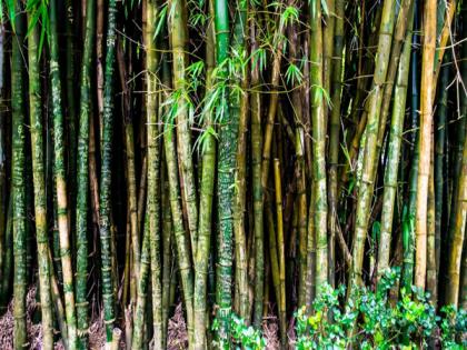 Advisory group formed to bring synergy in bamboo value chain | Advisory group formed to bring synergy in bamboo value chain