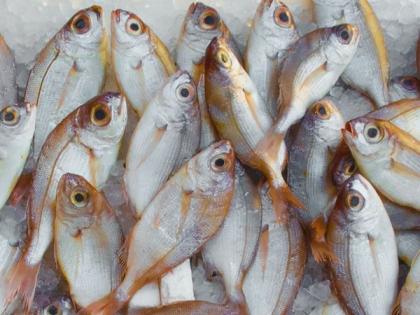Research: Small fish species could play big role in fight against malnutrition | Research: Small fish species could play big role in fight against malnutrition