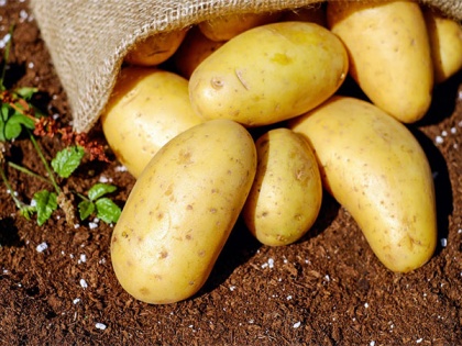 Scientists find out if new cancer drug can come from potatoes | Scientists find out if new cancer drug can come from potatoes